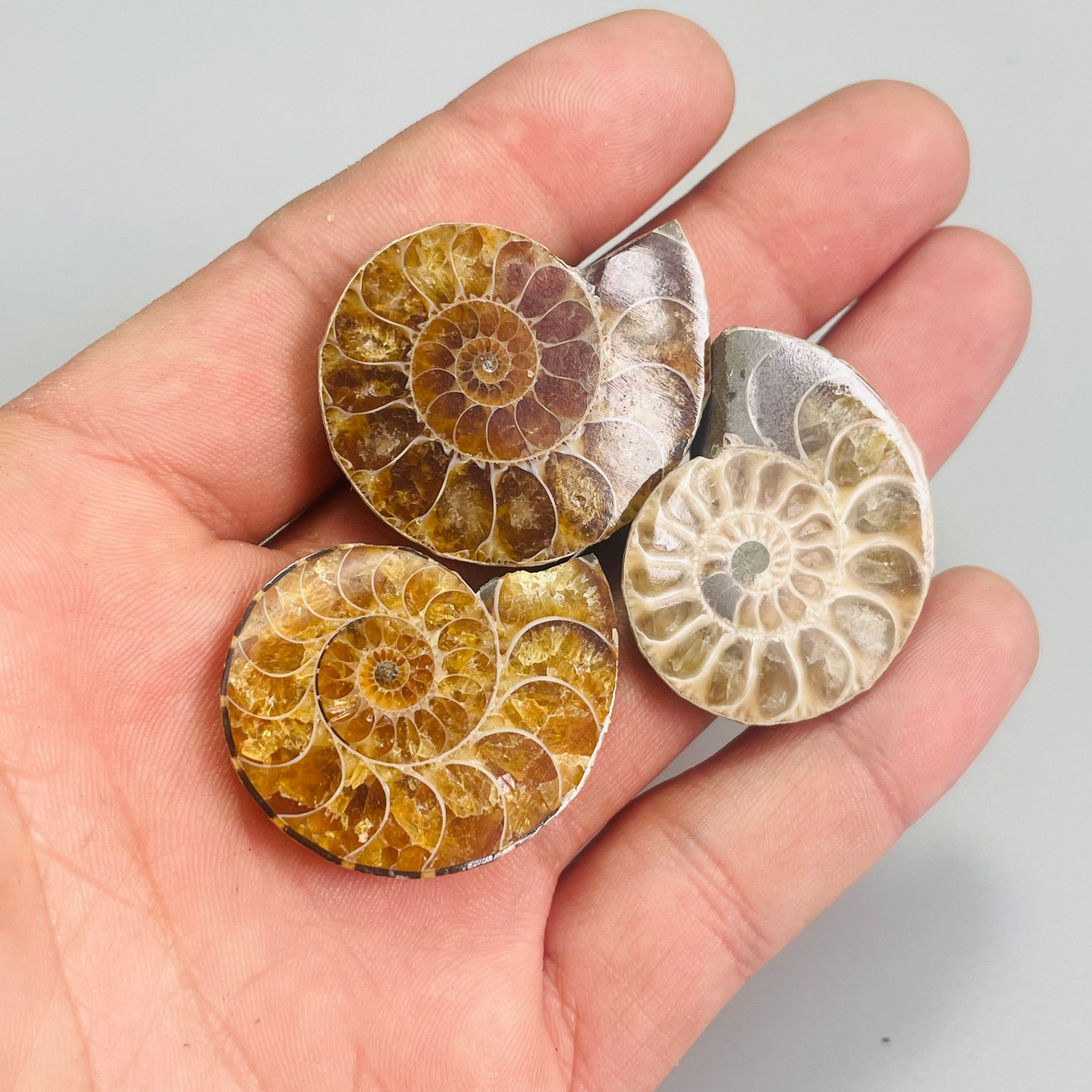 3PC Natural ammonite quartz Quartz Crystal Specimen Reiki Healing Gift