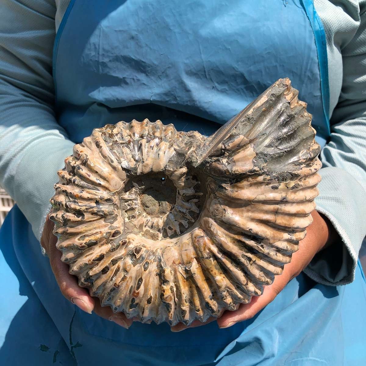 5.98 LB Natural Ammonite Fossil Specimen Home Table Decor Healing Stone 5394