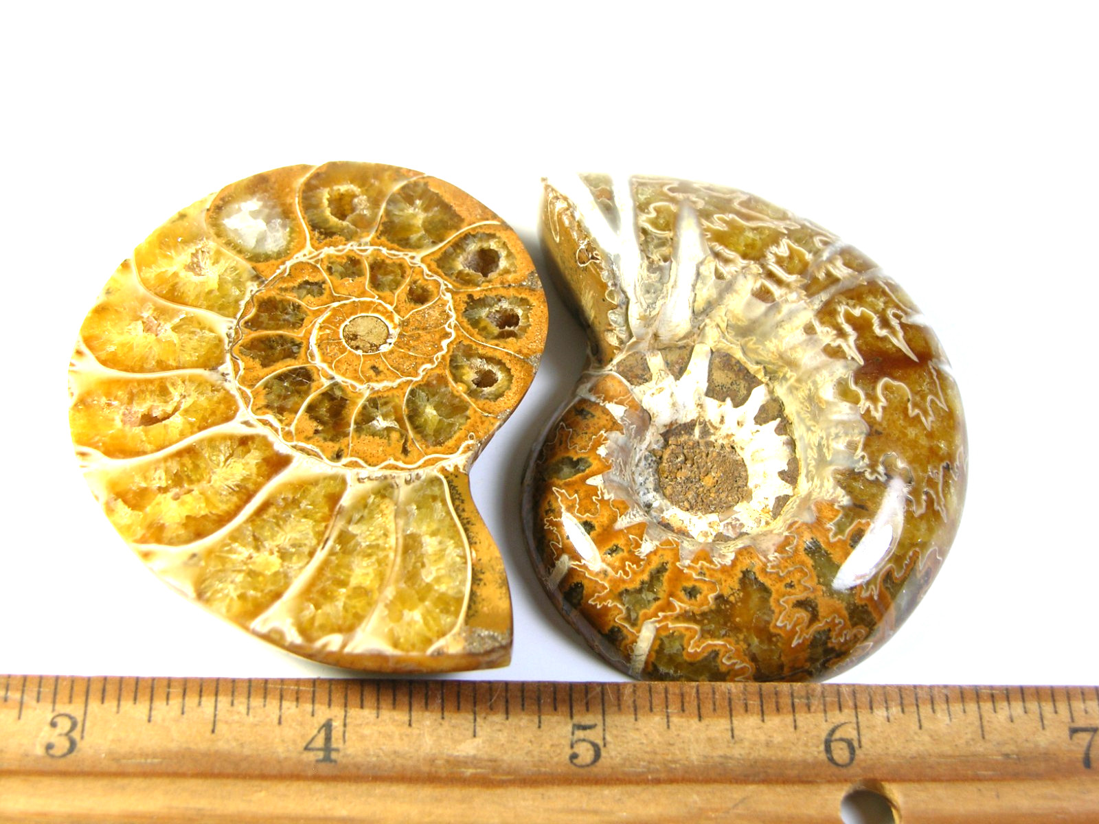 Ammonite fossil polished 3×2″ + showing suture lines Madagascar ms70