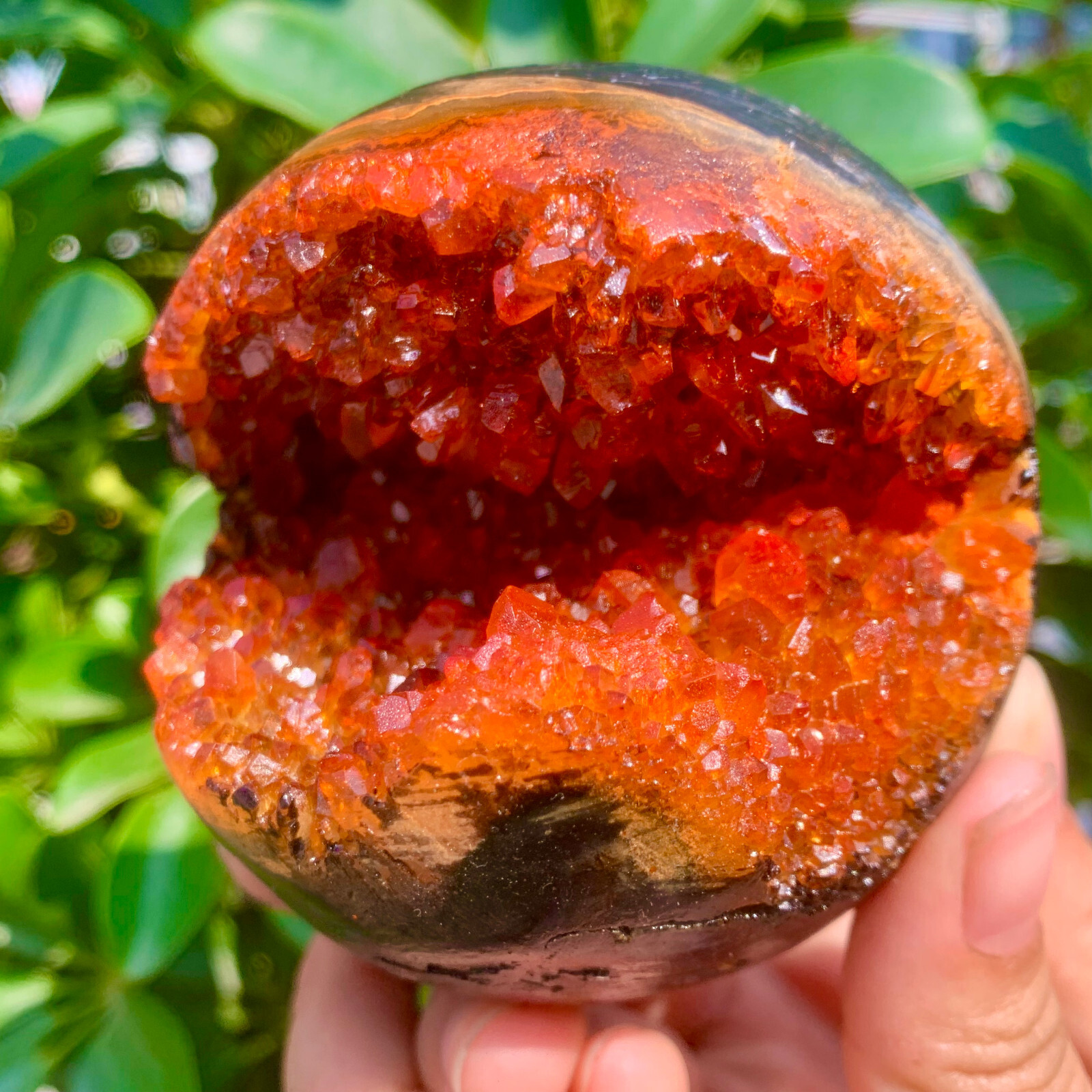 1.26LB Natural Citrine geode quartz crystal open smile sphere Museum Collection