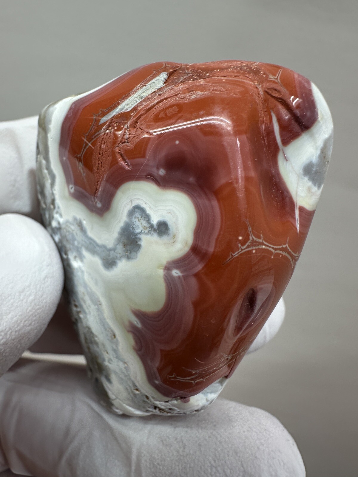 RARE Tumbled Kentucky Agate Palm Stone from Estill County, Kentucky