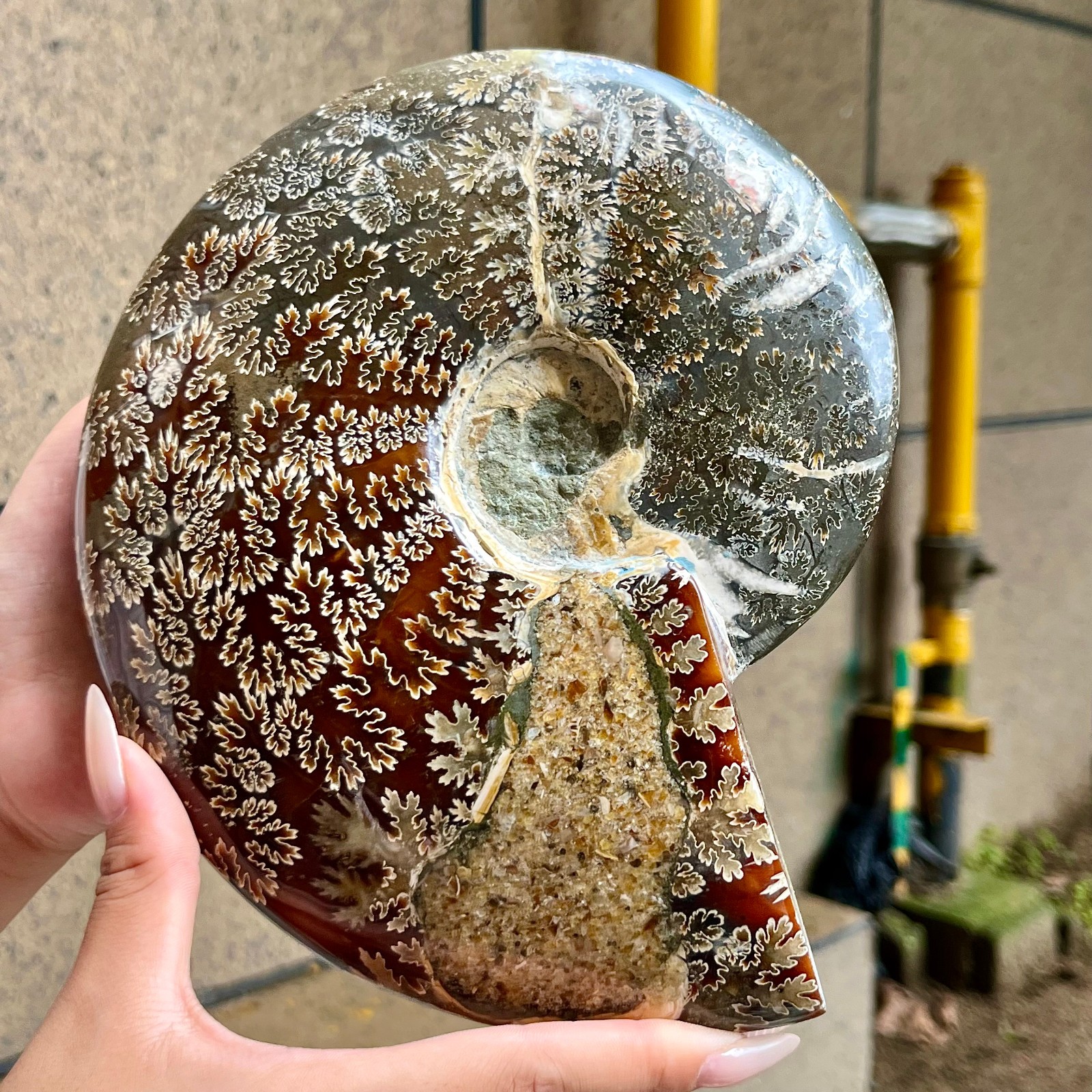 2.5 lb Polished Ammonite Fossil Specimen Unique Birthday Holiday Gift