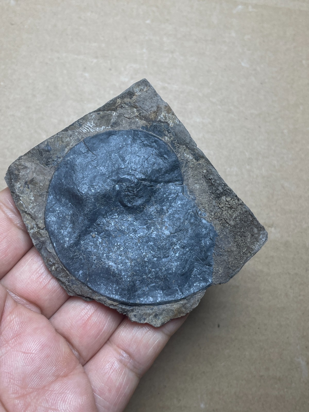 25g Beautiful Oxynoticeras Landscape stone