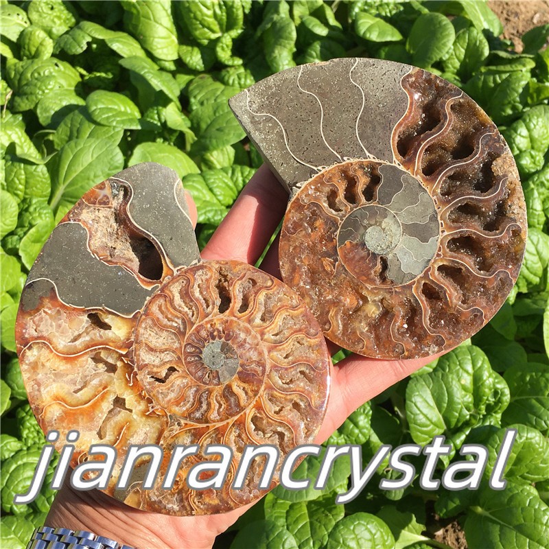 TOP Natural Ammonite Fossil Conch Crystal Specimen Healing Care A pair 200g+