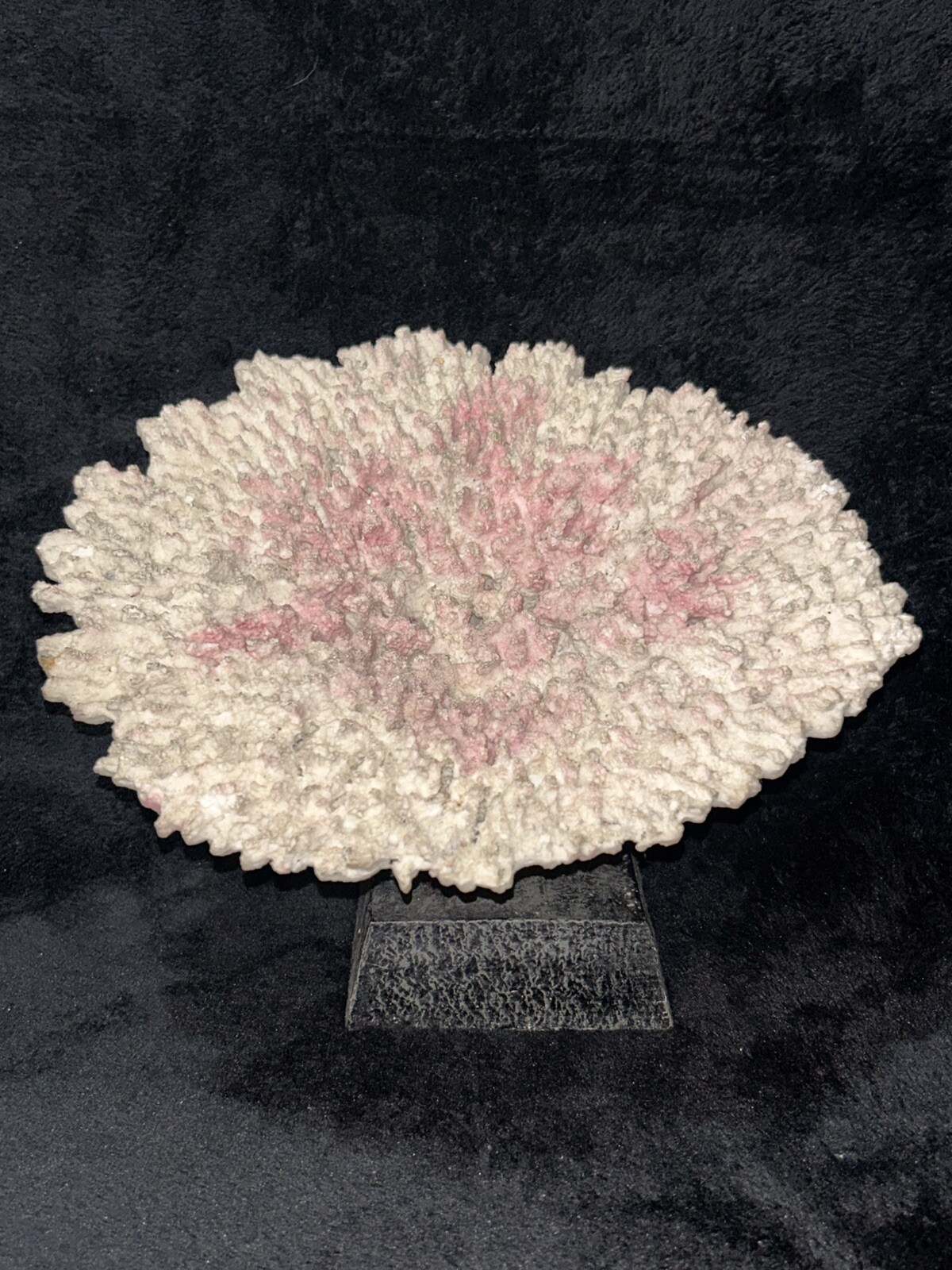 Coral Reef On Display Stand Ocean Mineral Crystal Specimen Pink Off White