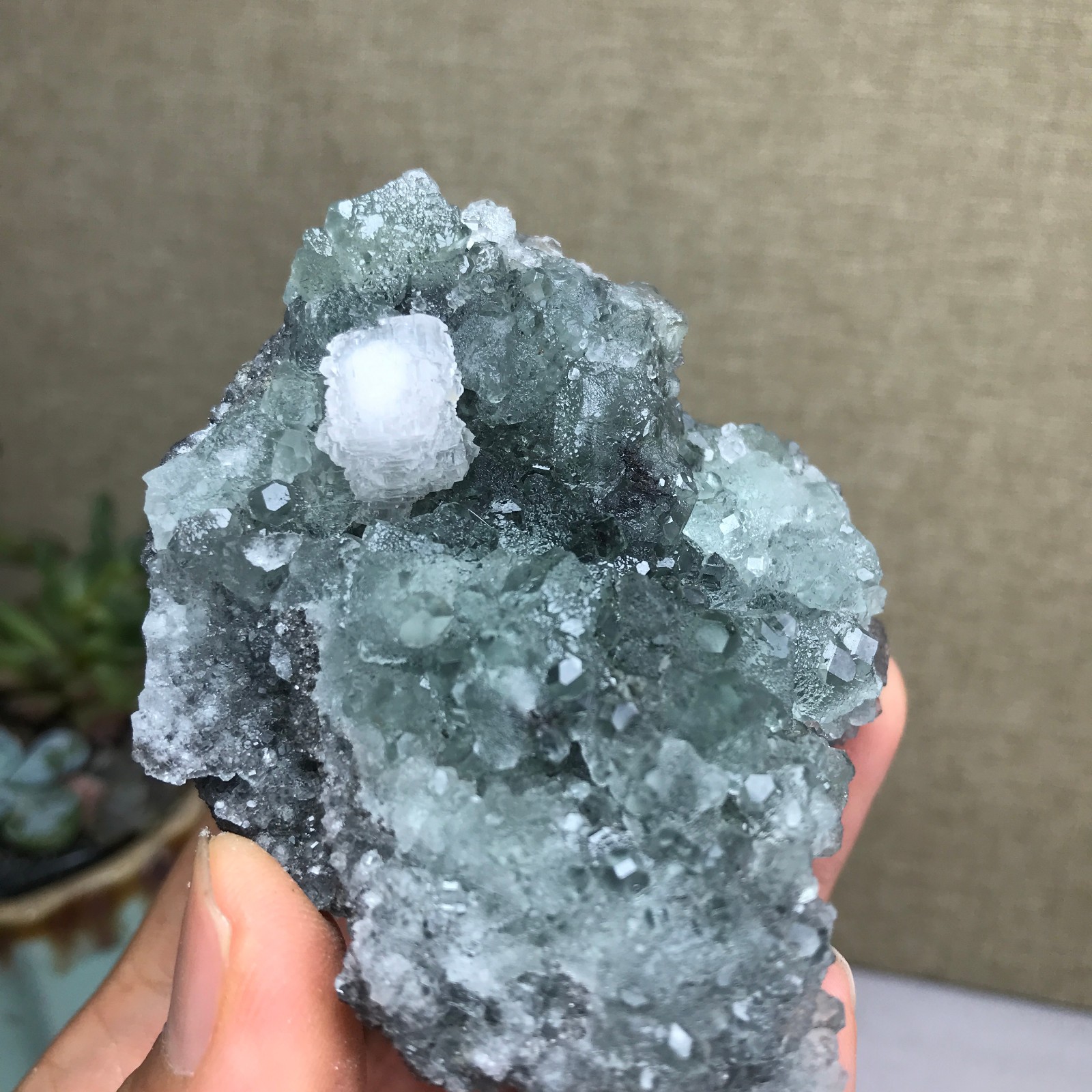 141g NATURAL Green Cubic FLUORITE paragenesis Crystal Cluster Specimen A4783