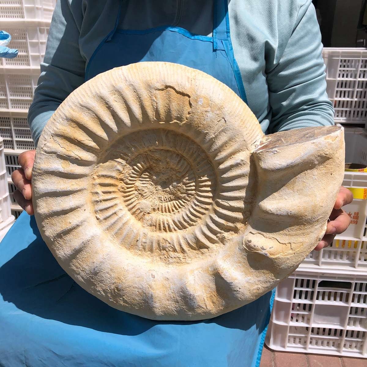 22.5LB Large Natural Beautiful Ammonite Fossil Conch Crystal Specimen Healing