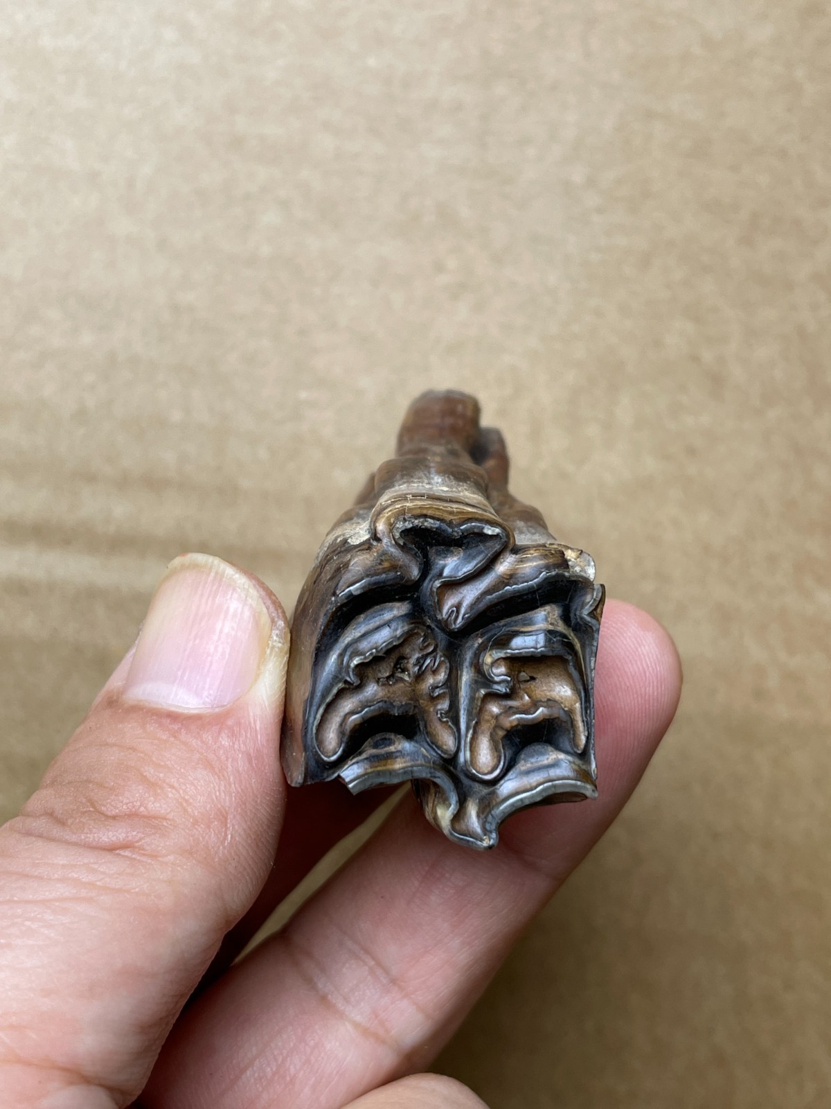 50g beautiful Ice Age tooth collection