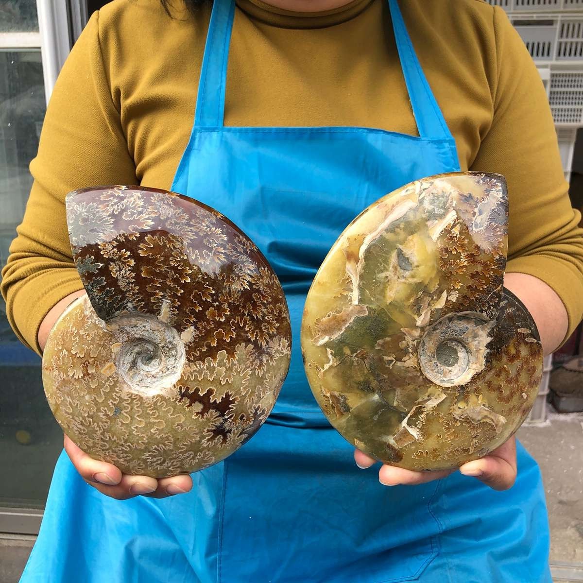 2pc 4.2LB Rare! Natural Tentacle Ammonite Specimen Healing Madagascar