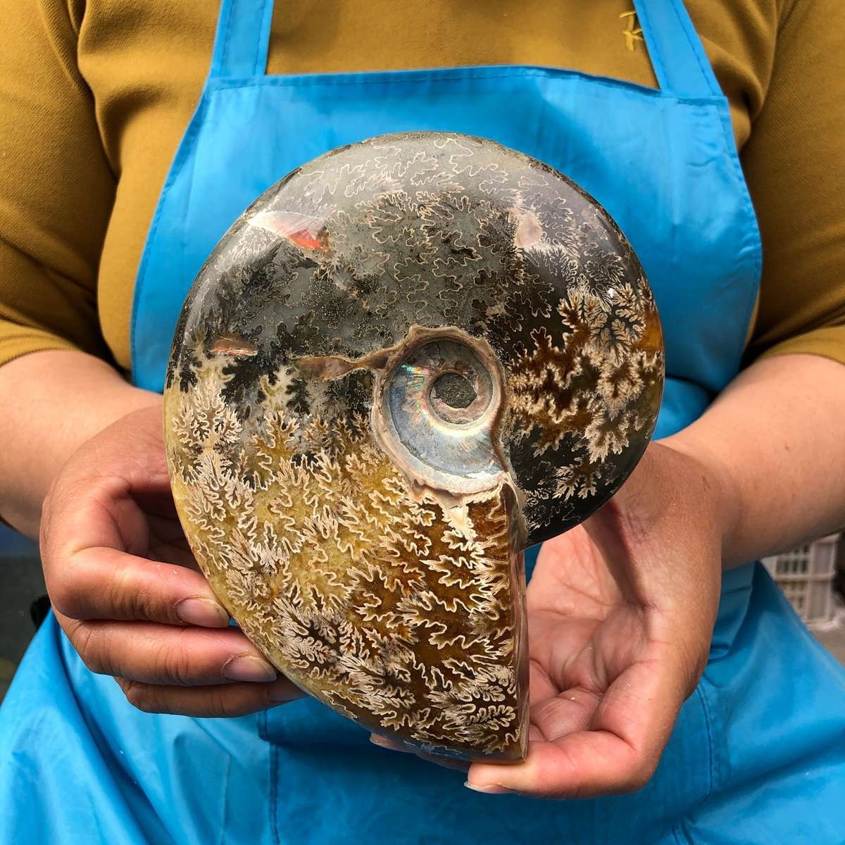 2pc 3.47LB Rare! Natural Tentacle Ammonite Specimen Healing Madagascar