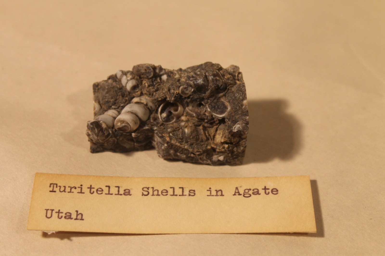 Turritella Shells in Agate Specimen from Utah