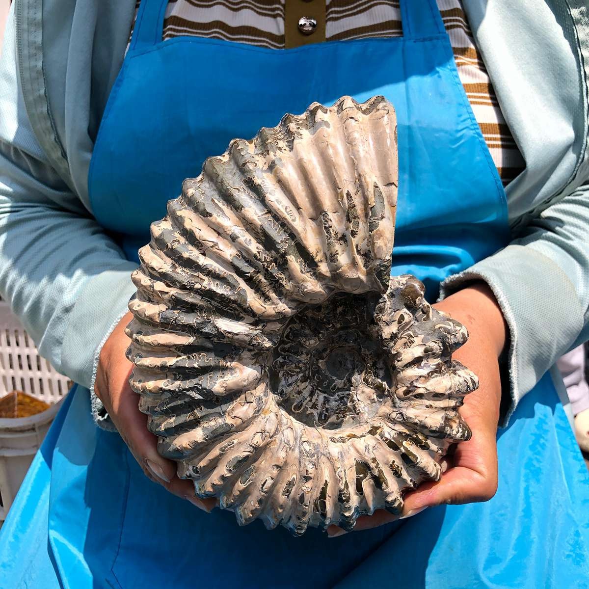 3240G TOP Natural Beautiful fossil conch crystal mineral specimen healing 5403