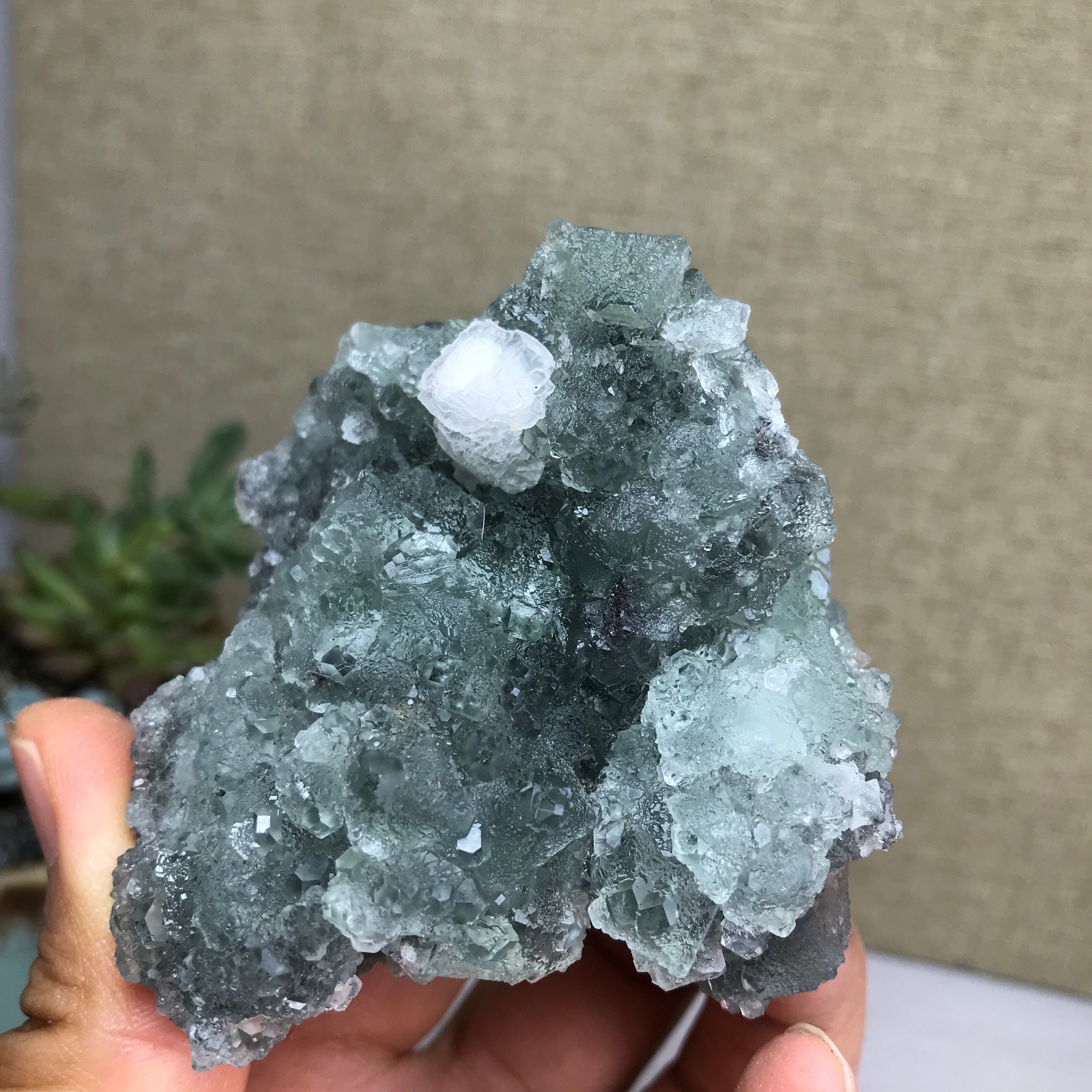 141g NATURAL Green Cubic FLUORITE paragenesis Crystal Cluster Specimen A4783