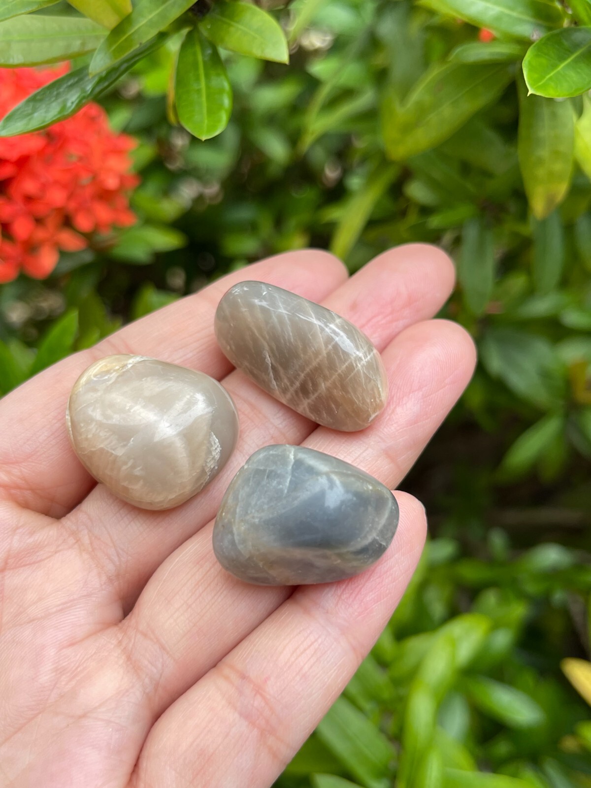 Grade A++ Moonstone Multi Tumbled Stones, 0.75-1″ Tumbled Multicolored Moonstone