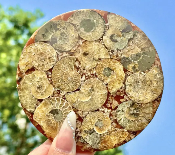 Natural Ammonite Fossil Plate speciemn crystal healing 1x