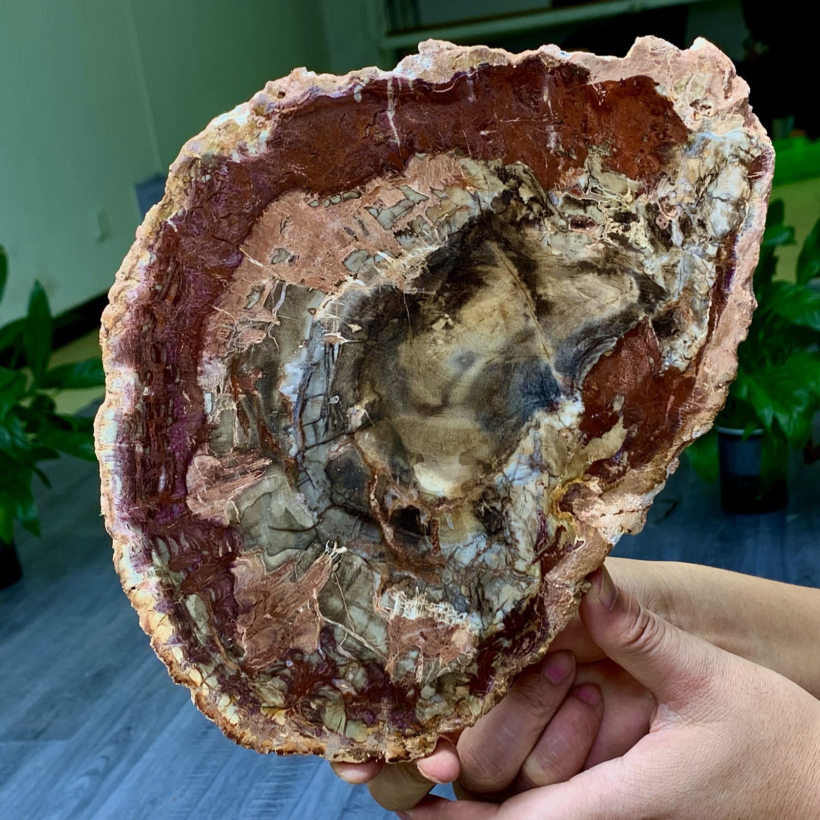 3.31LB Natural Petrified Wood Crystal Fossil Slice Shape Specimen Healing