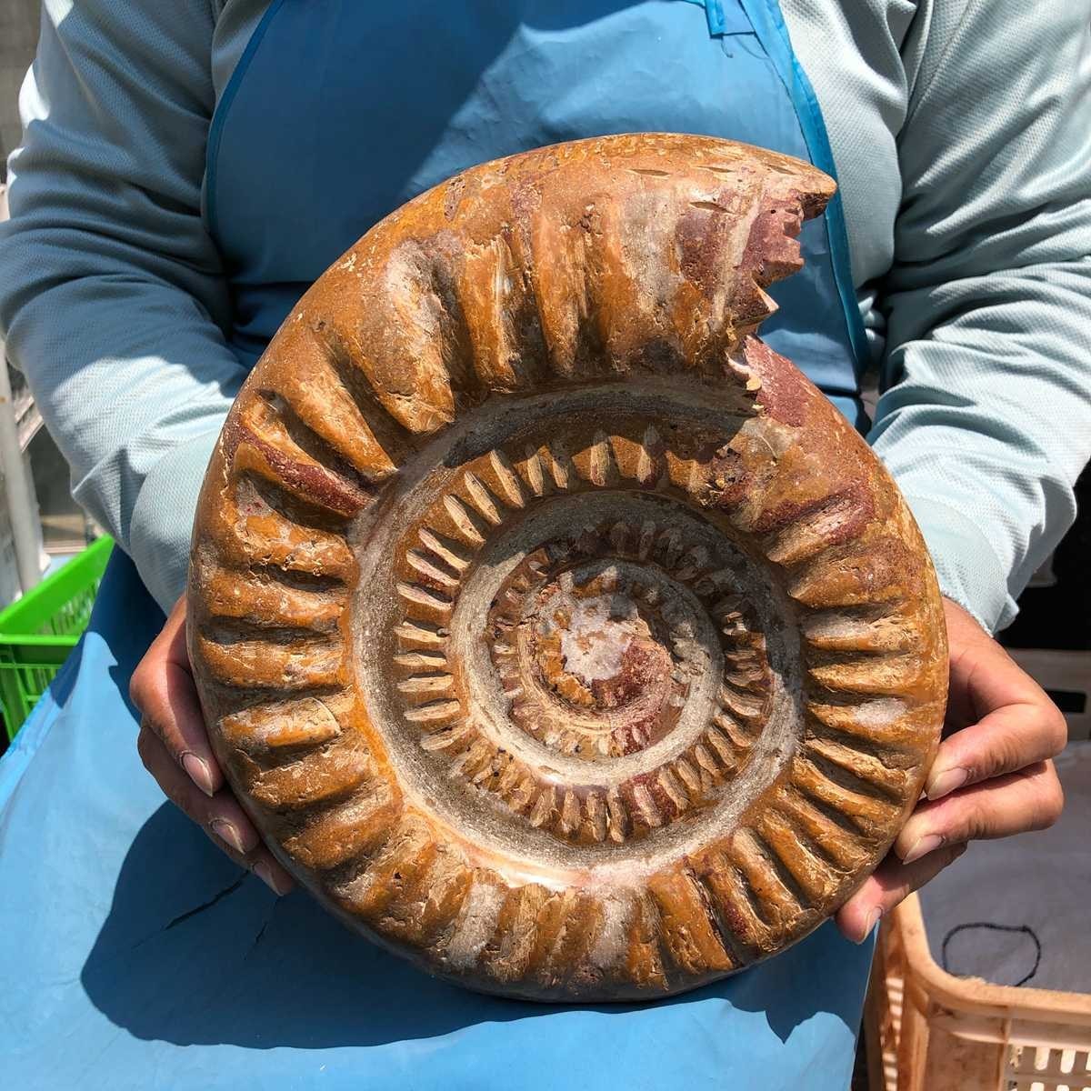 9.96LB Natural Beautiful Ammonite Fossil Conch Crystal Specimen Healing 5402