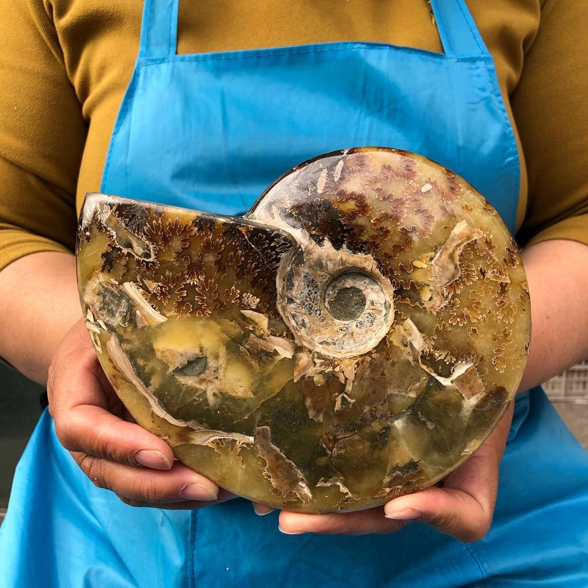 2pc 4.2LB Rare! Natural Tentacle Ammonite Specimen Healing Madagascar