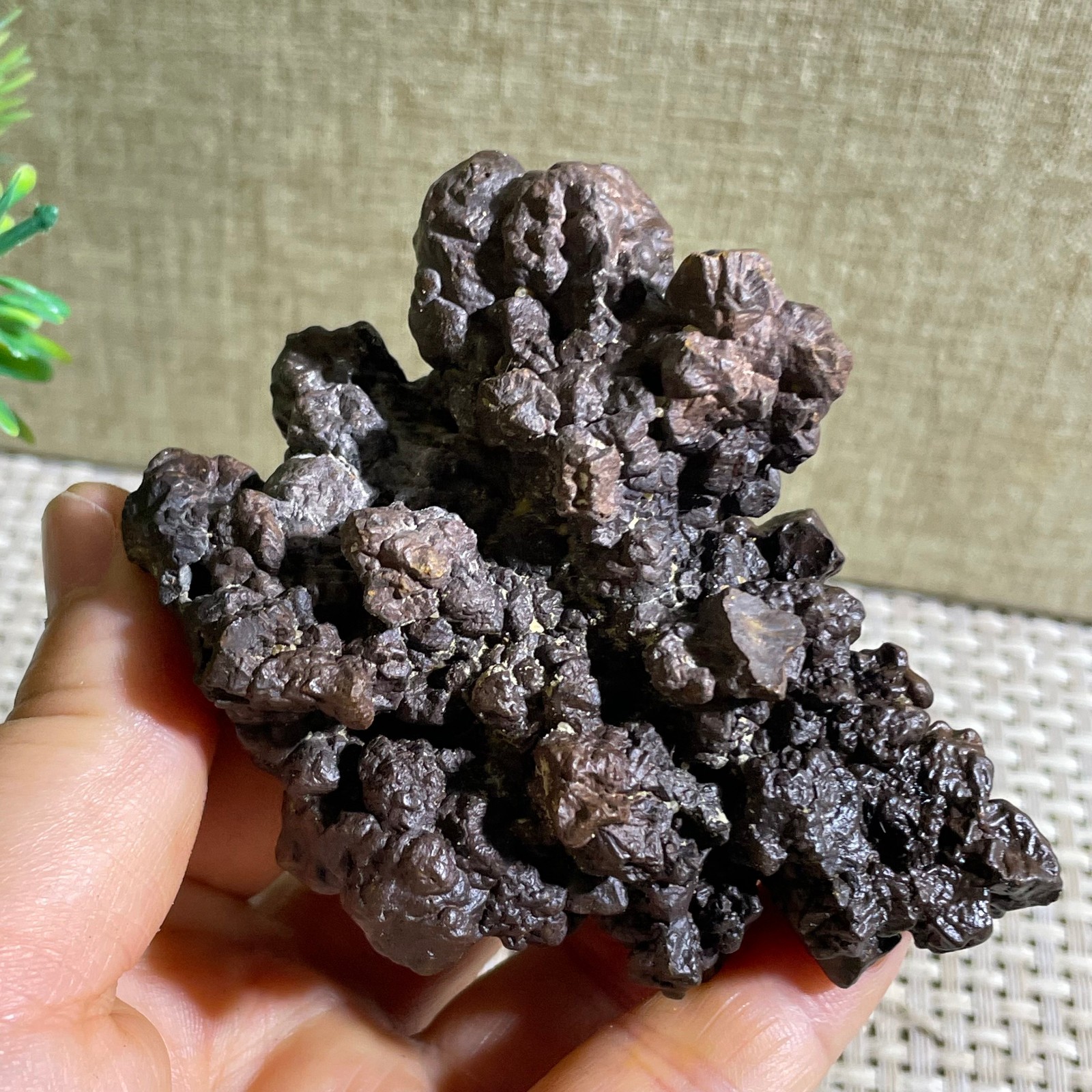 228g Limonite & Hematite pseudomorph after Marcasite Prophecy Rock Stone