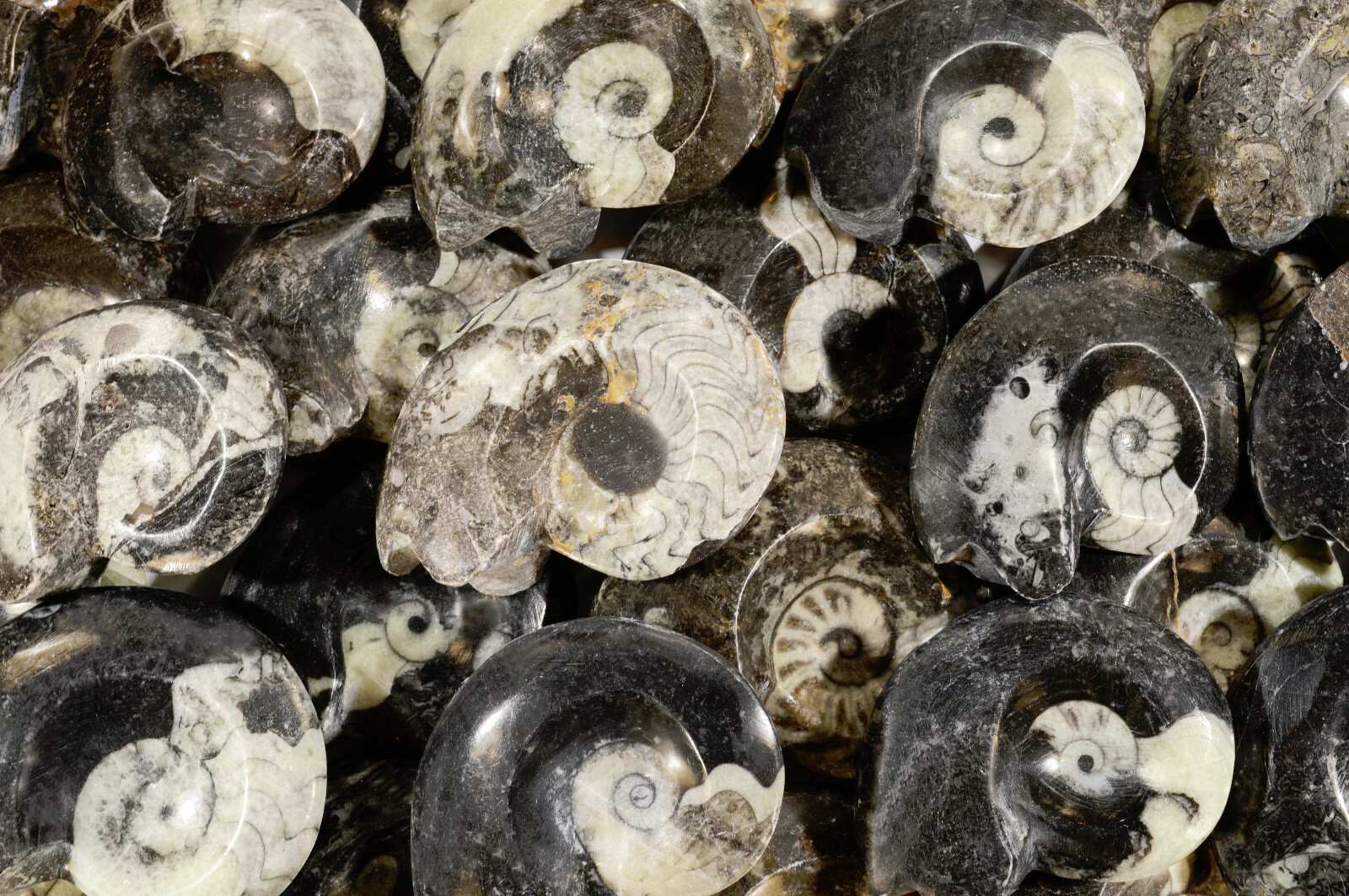 GONIATITE FOSSIL 1 3/4″ 2 Oz Raw Rock Mineral Fossil Specimen Chakra Healing