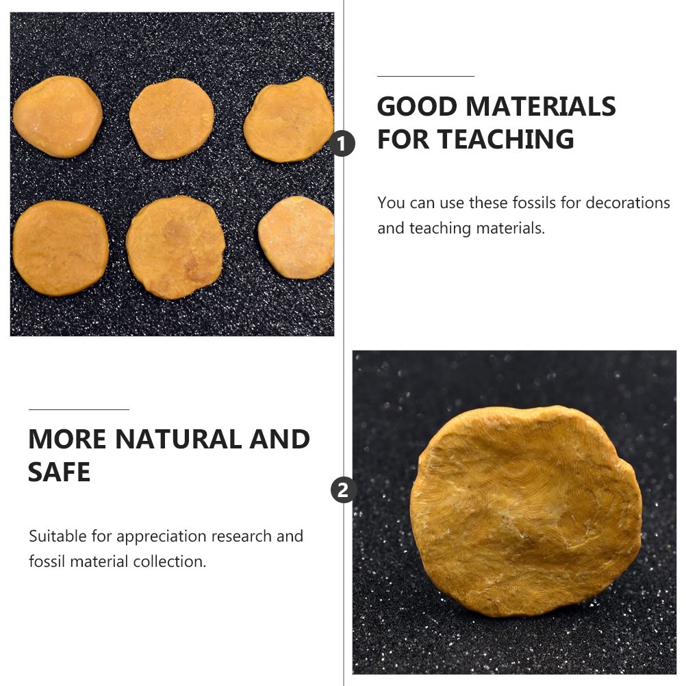 4Pcs Fossilized Nummulites Sample Durable Educational Decor and Children Toys