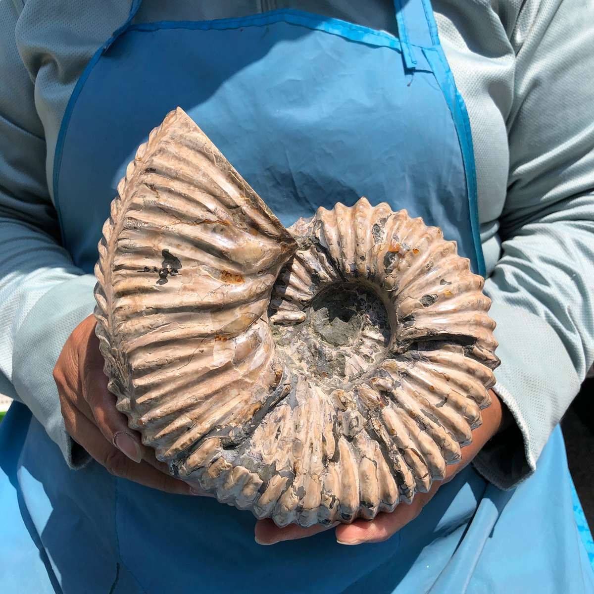 3110G TOP Natural Beautiful fossil conch crystal mineral specimen healing 5393