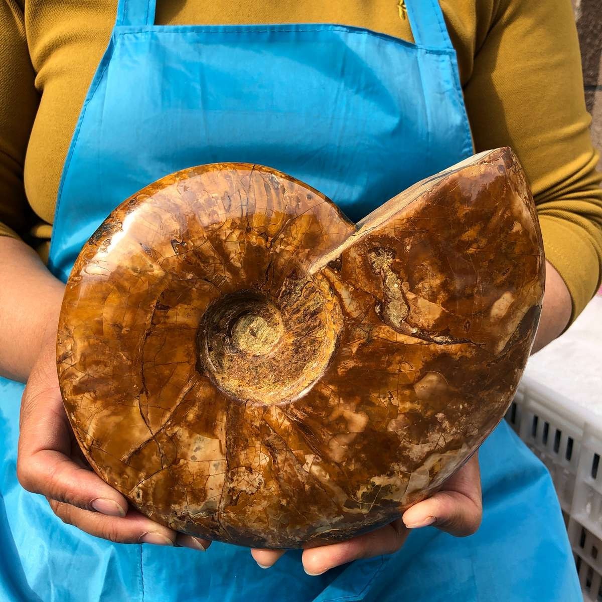 3.87LB Rare! Natural Tentacle Ammonite Specimen Healing Madagascar