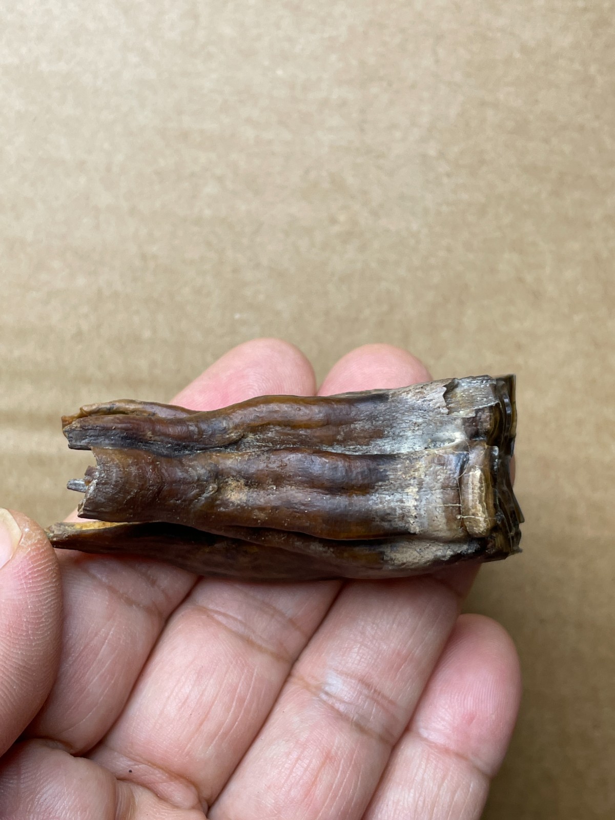 50g beautiful Ice Age tooth collection