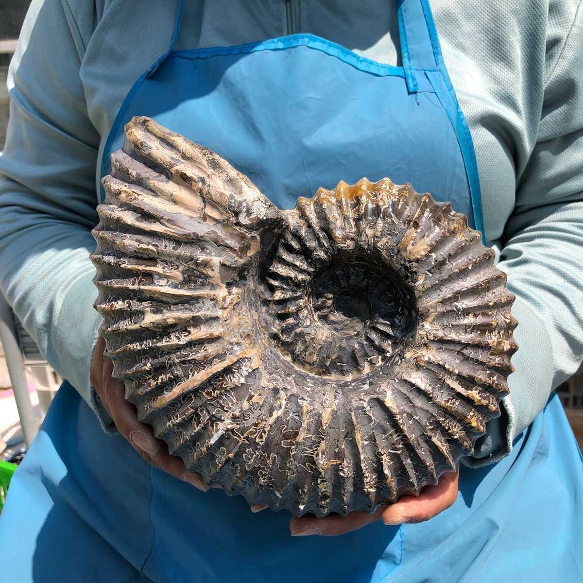 8.84 LB Natural Ammonite Fossil Specimen Home Table Decor Healing Stone 5383