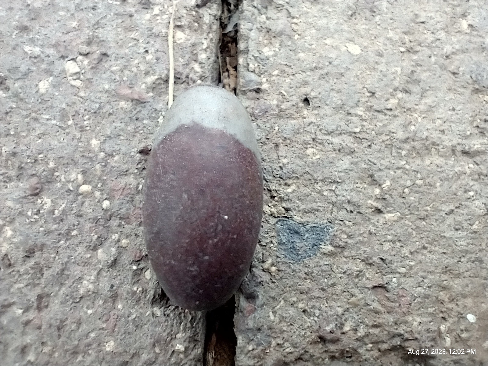 Narmada River Shiva Lingam Confidence Pack of 3 Positive Energy 1″ Yoga