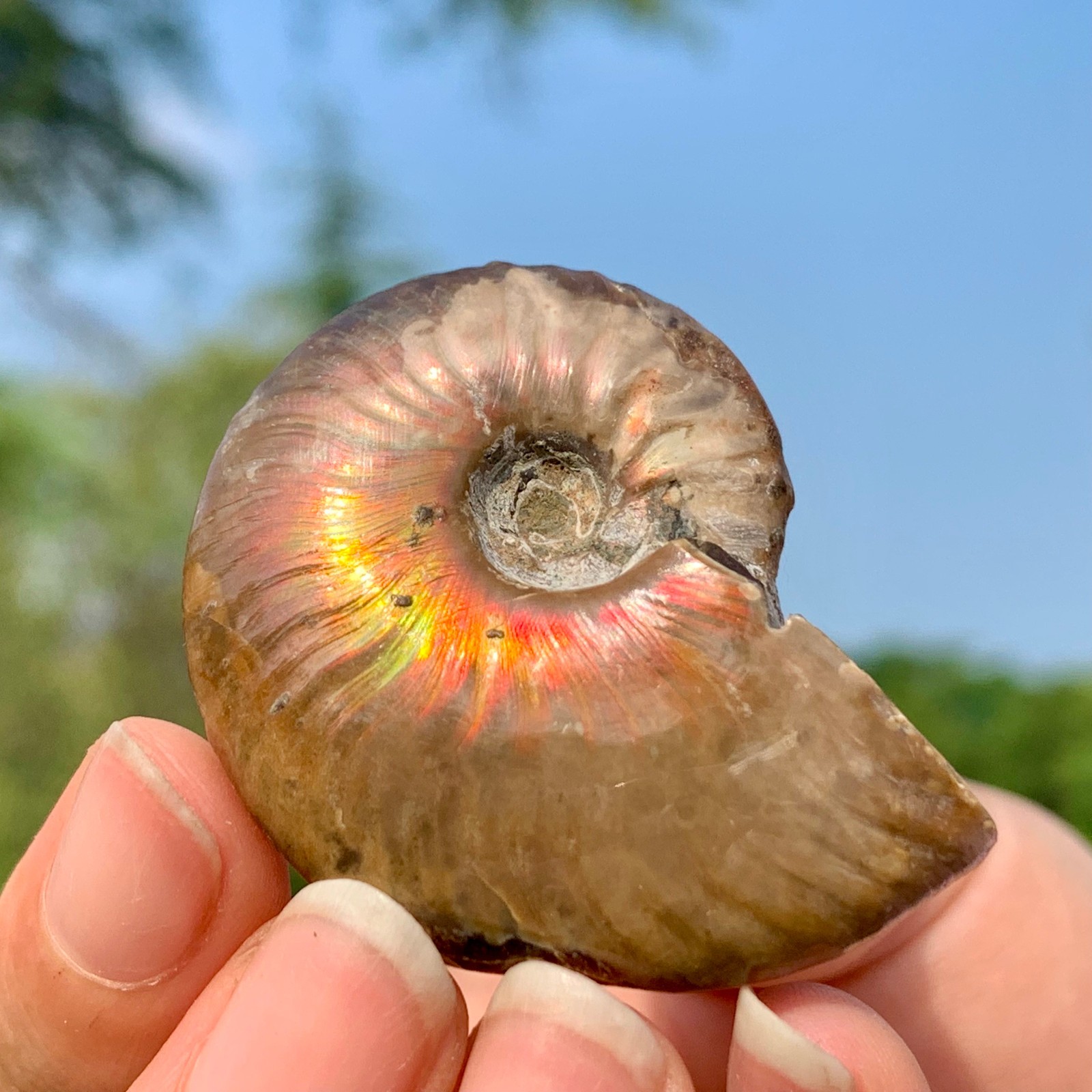 25G Rainbow!! Natural Tentacle Ammonite FossilSpecimen Shell Healing Madagascar