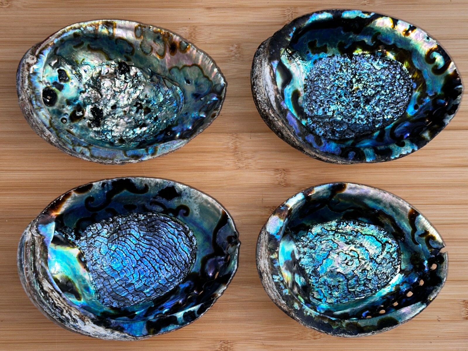 Jumbo Abalone Shell 7-8″, Huge Seashell Incense Burner, Smudge Bowl, Bulk Lot