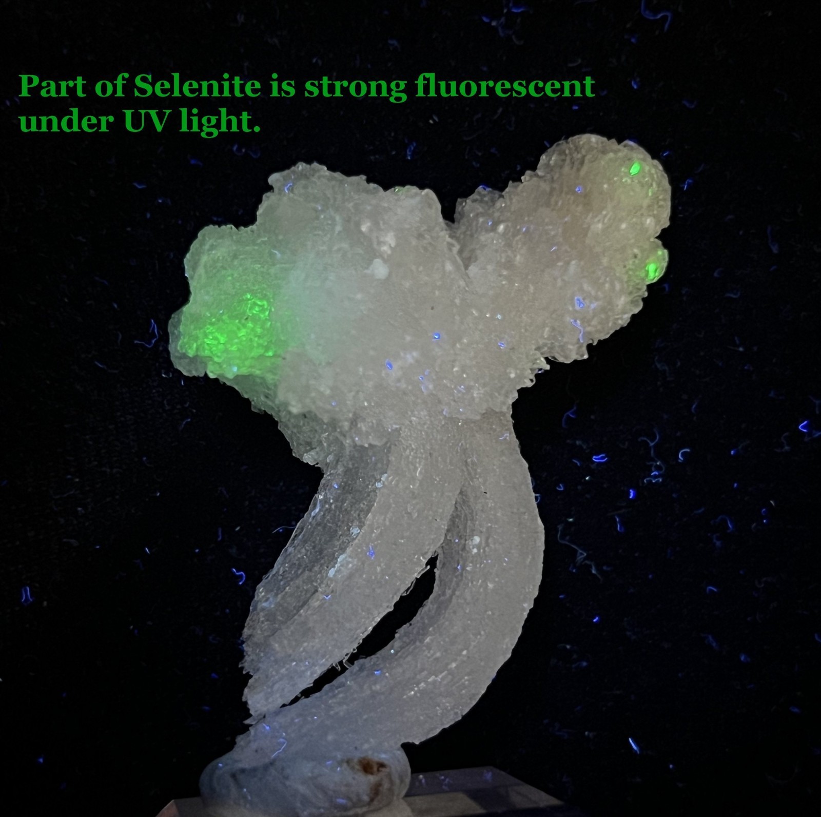 44mm FLUORESCENT ‘Ram’s Horn’ shape Selenite (Gypsum), Natural Mineral Specimen