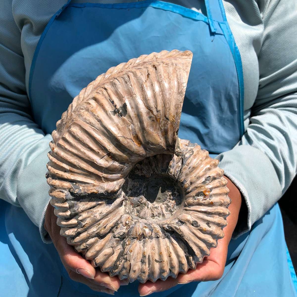3110G TOP Natural Beautiful fossil conch crystal mineral specimen healing 5393