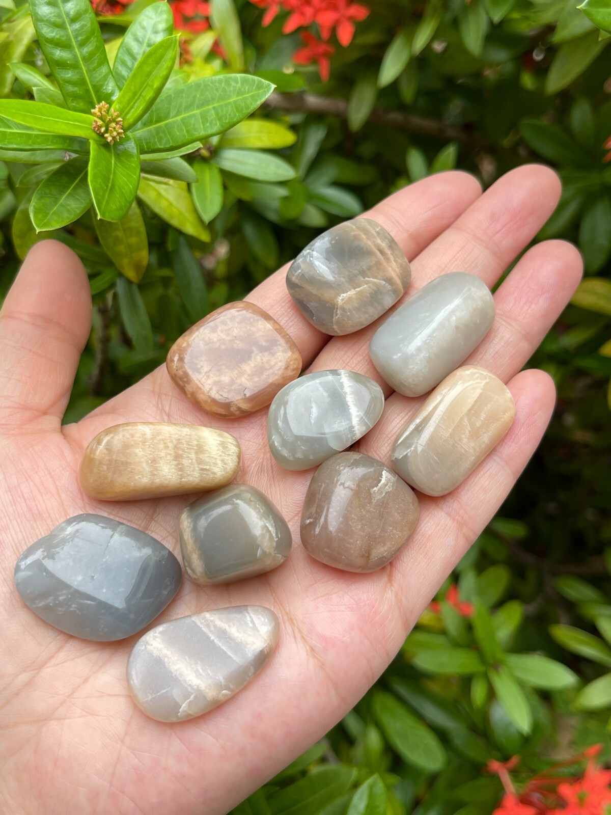 Grade A++ Moonstone Multi Tumbled Stone,0.5-1.25″ Tumbled Multicolored Moonstone
