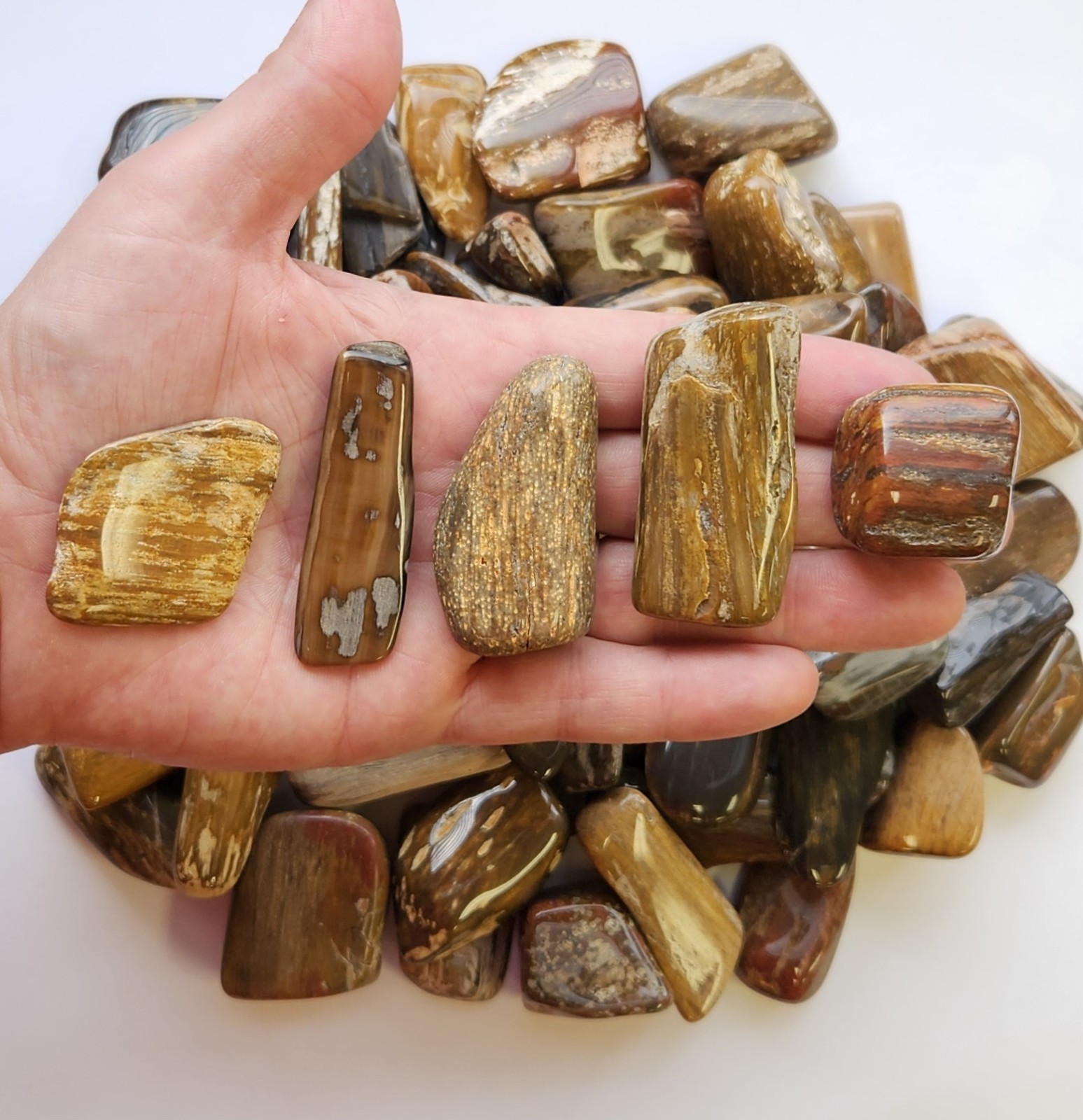 1 lb. 1 to 2 Inch Colorful Tumbled Petrified Wood Crystal (Wholesale 16 oz Lots)