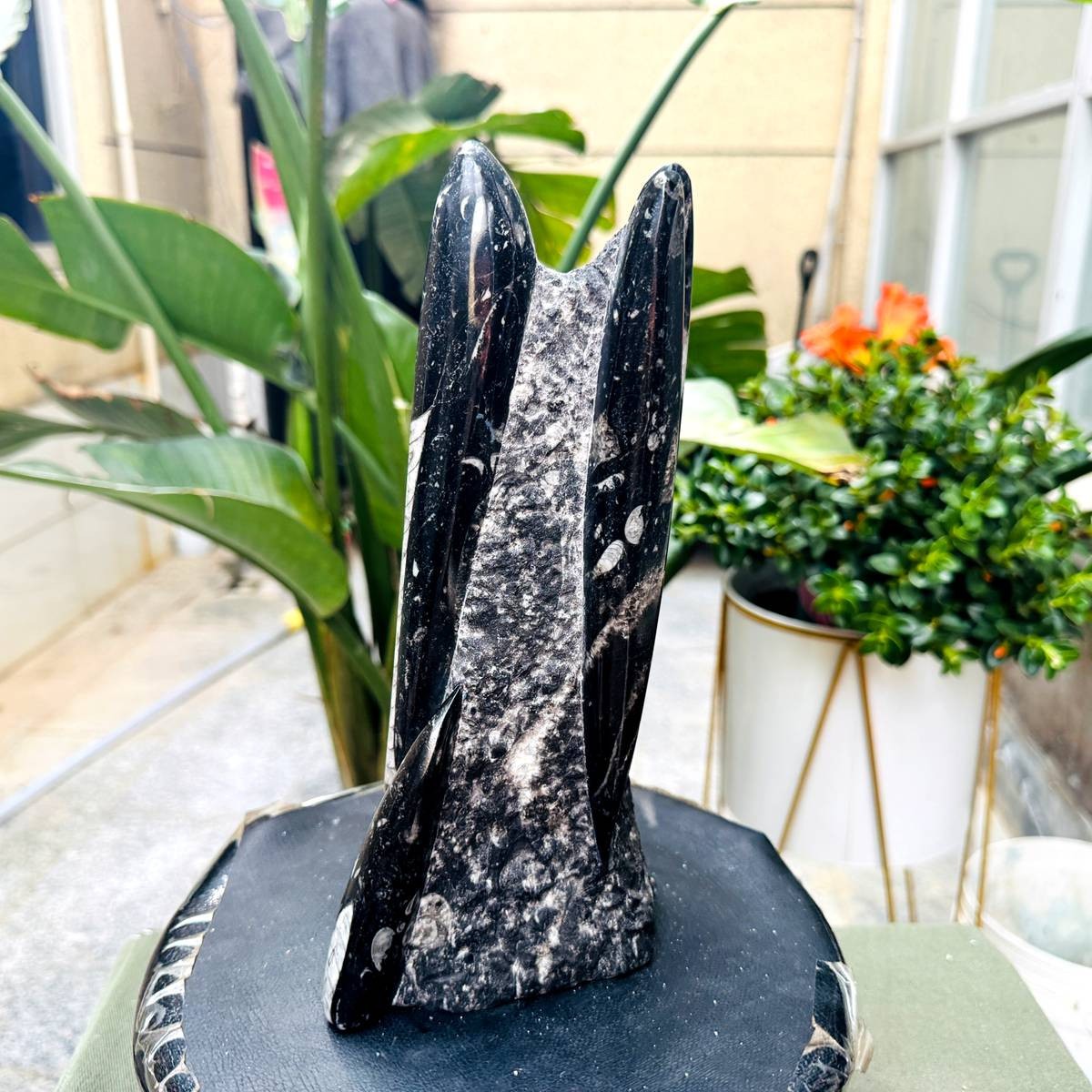 4.08LB Polished Orthoceras Fossil Multiple Specimen Plate Stone Matrix Healing