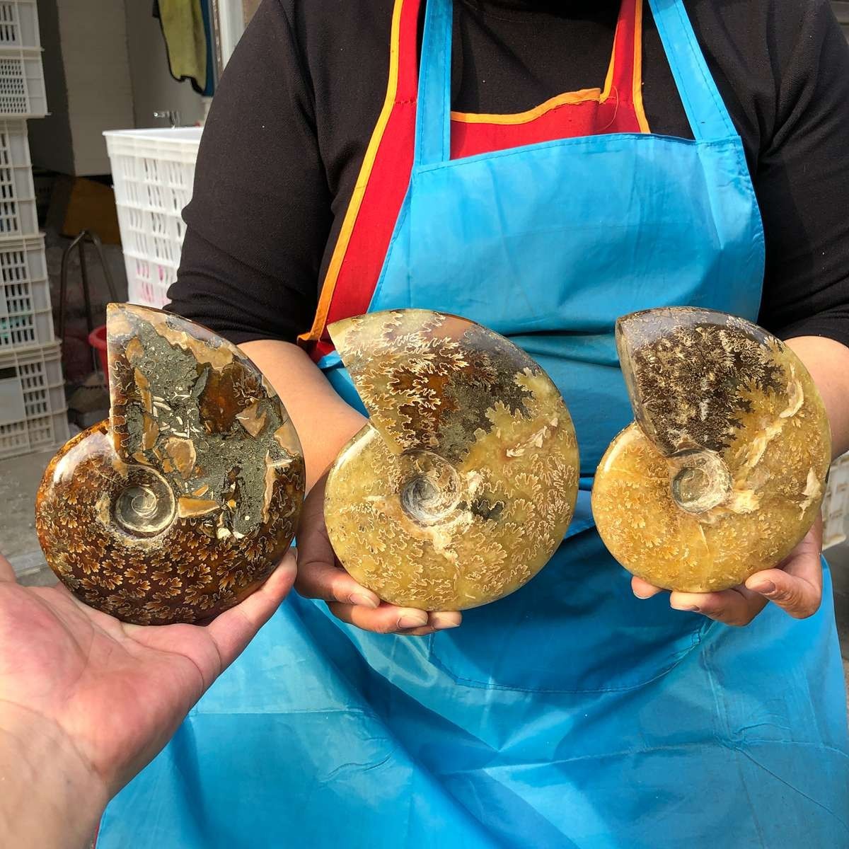 4.2LB 3pc Rare! Natural Tentacle Ammonite Specimen Healing Madagascar