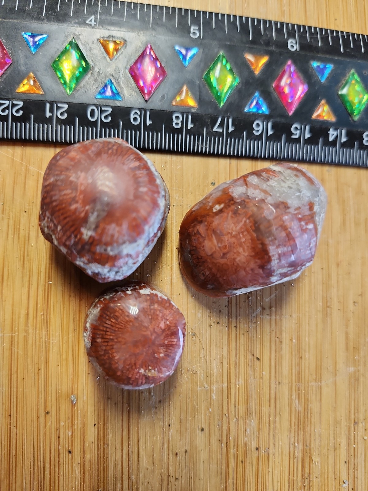 Red Coral From UT Polished. 3 Pieces. Free Shipping. 62g Total.