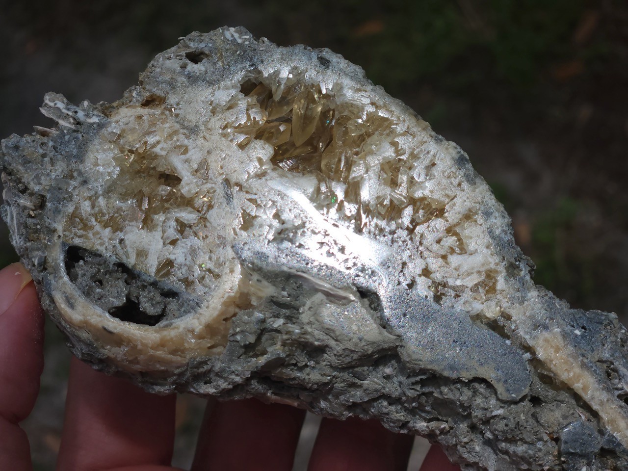 Calcite CRYSTAL WHELK Shell Fossil Rucks Pit Florida CUT POLISHED dogtooth UV