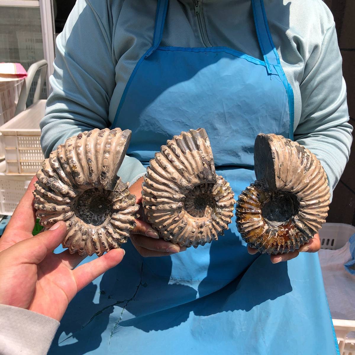 3 pieces 3250G TOP Natural Beautiful fossil conch crystal mineral specimen 5405