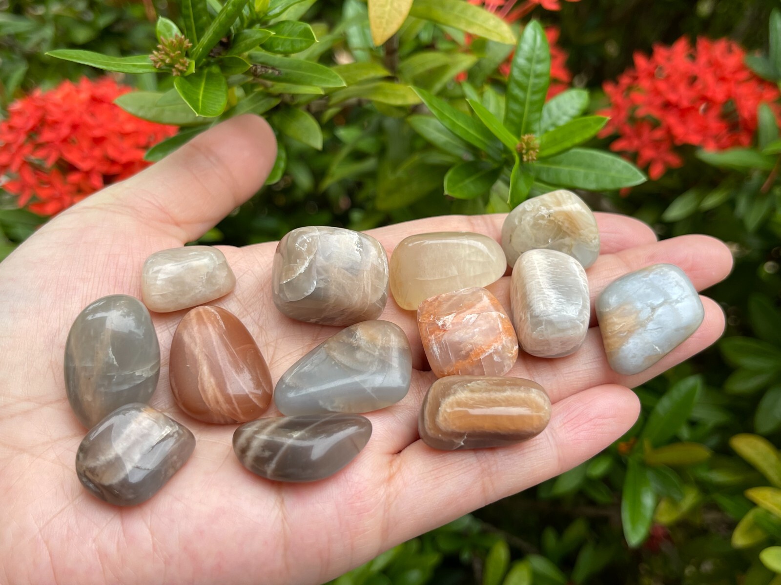 Grade A++ Moonstone Multi Tumbled Stones, 0.75-1″ Tumbled Multicolored Moonstone