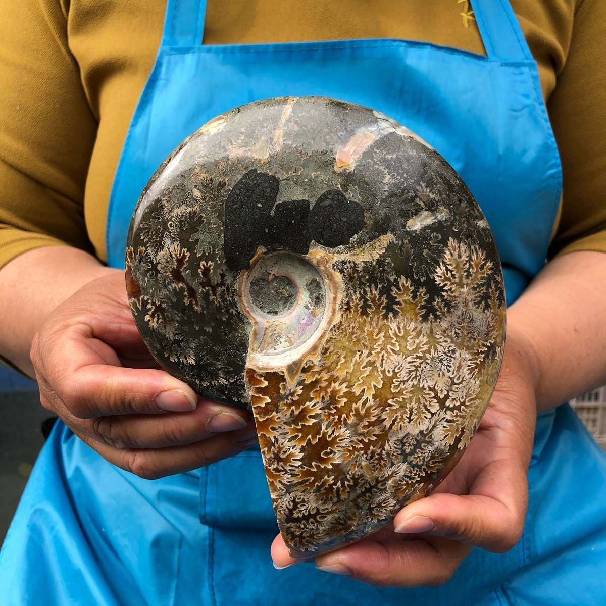 2pc 3.47LB Rare! Natural Tentacle Ammonite Specimen Healing Madagascar