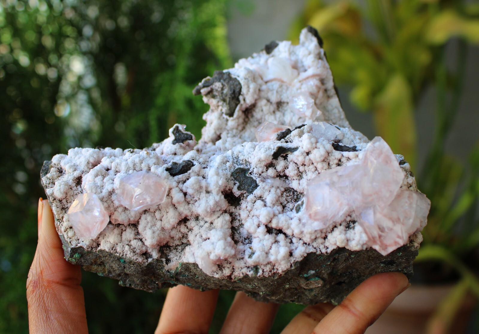 Apophyllite Crystals On Chalcedony Coral Matrix Minerals Specimen #M3