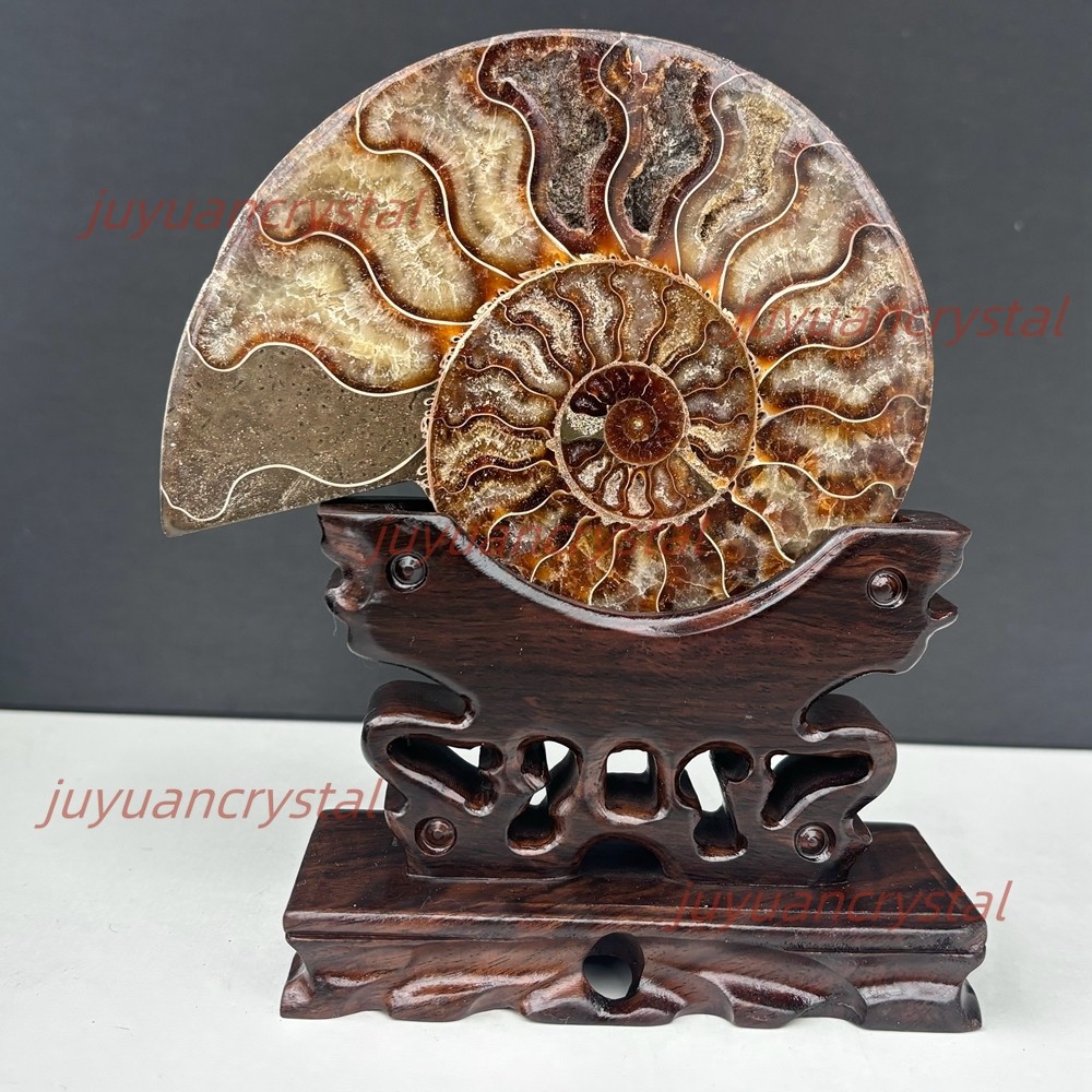 Natural Ammonite Fossil Conch Crystal Specimen Healing + Stand 1pc