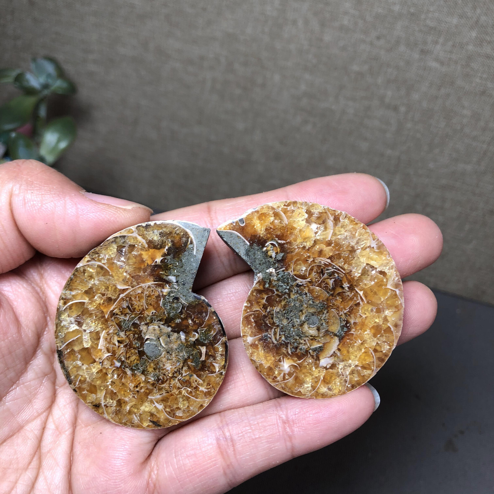 1 pairs of Split Ammonite conch Specimen Shell Healing 48mm 61g A4577