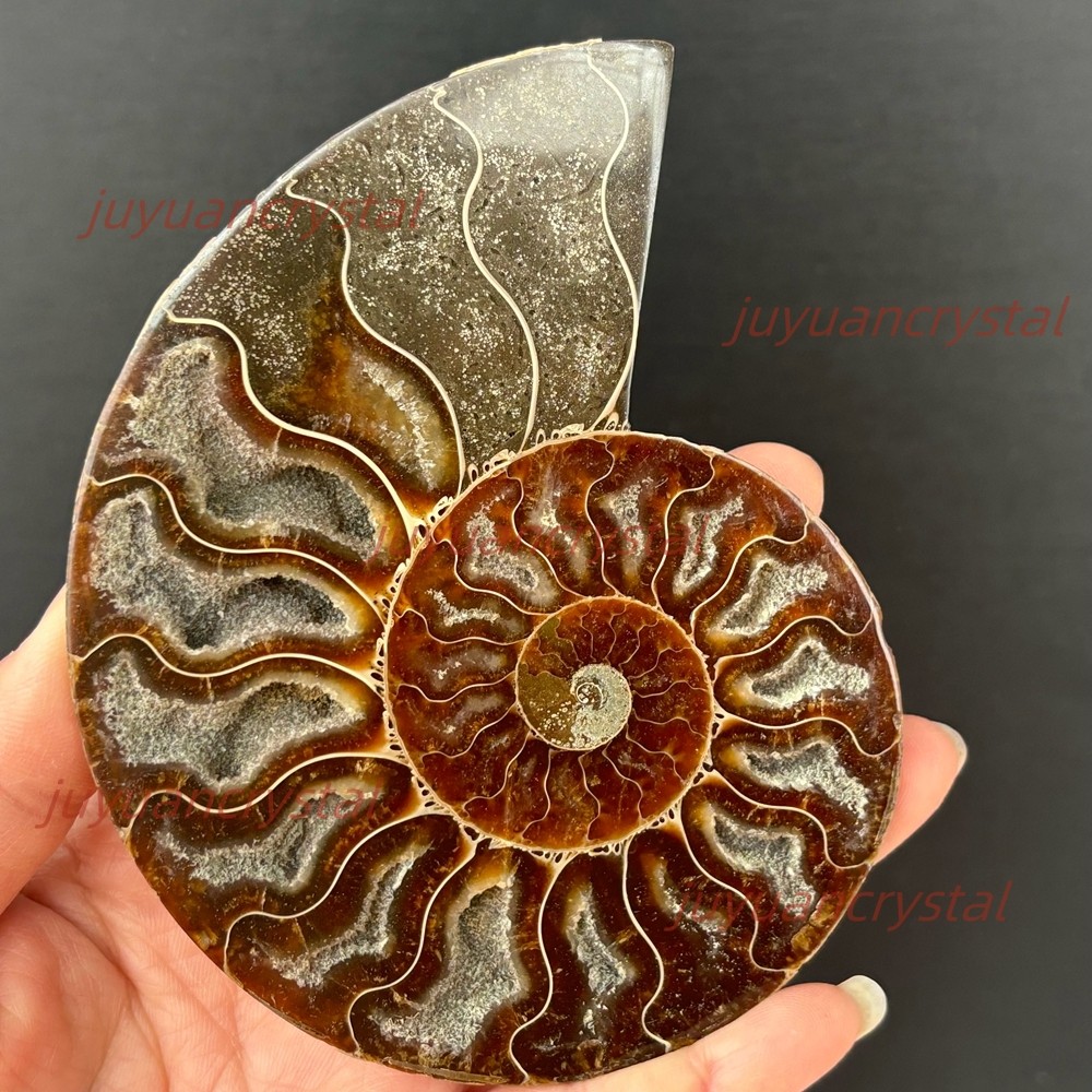 Natural Ammonite Fossil Conch Crystal Specimen Healing + Stand 1pc