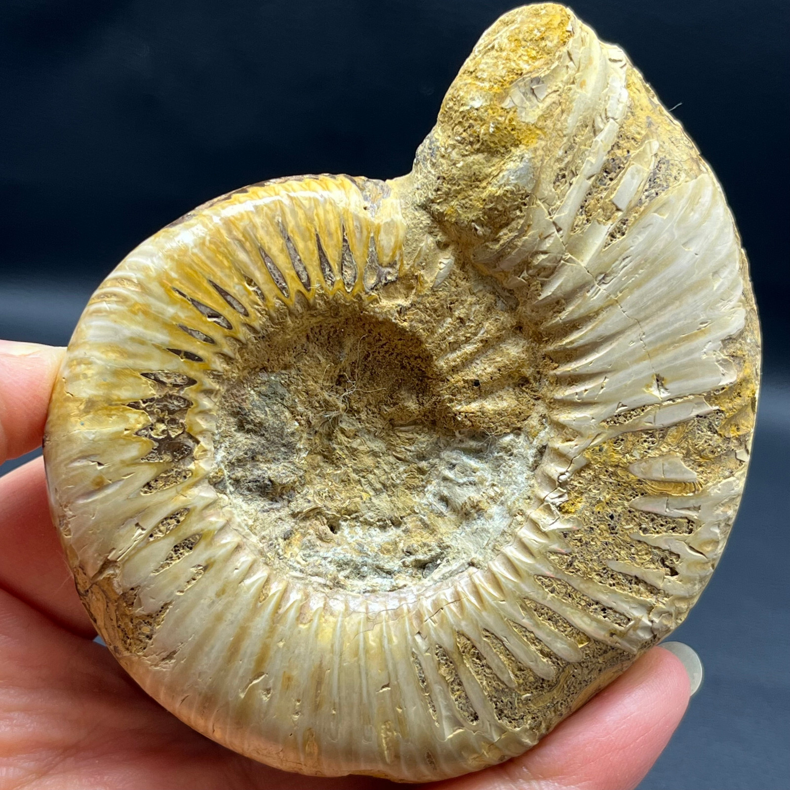 163G Natural conch specimens from Madagascar Rough without any treatment Y3