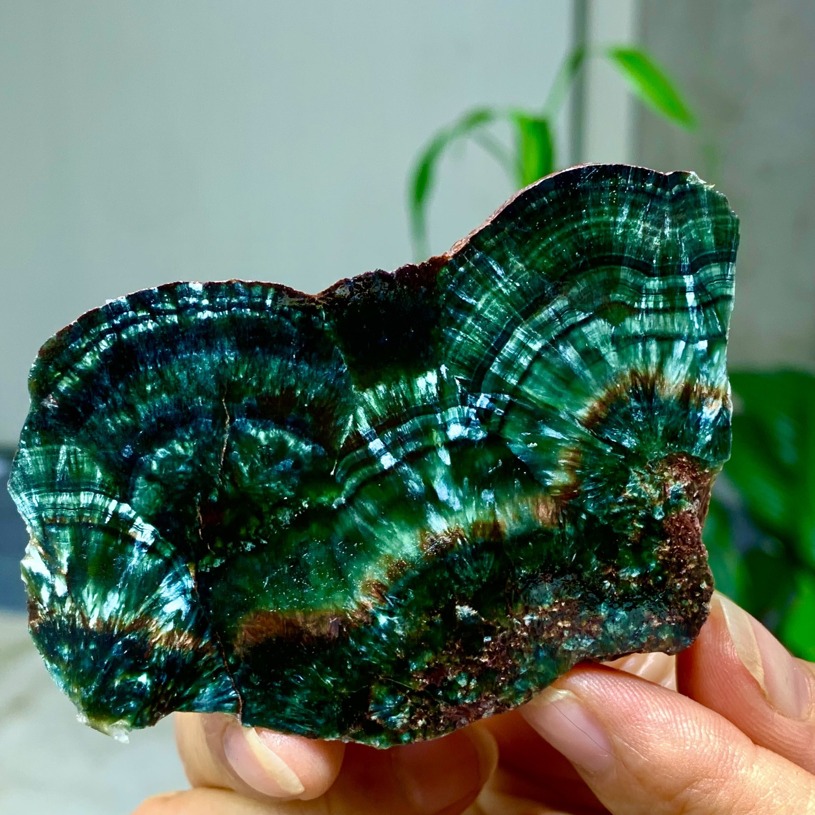 50G Natural Seraphinite Crystal Sample Flake Treatment – Museum Grade