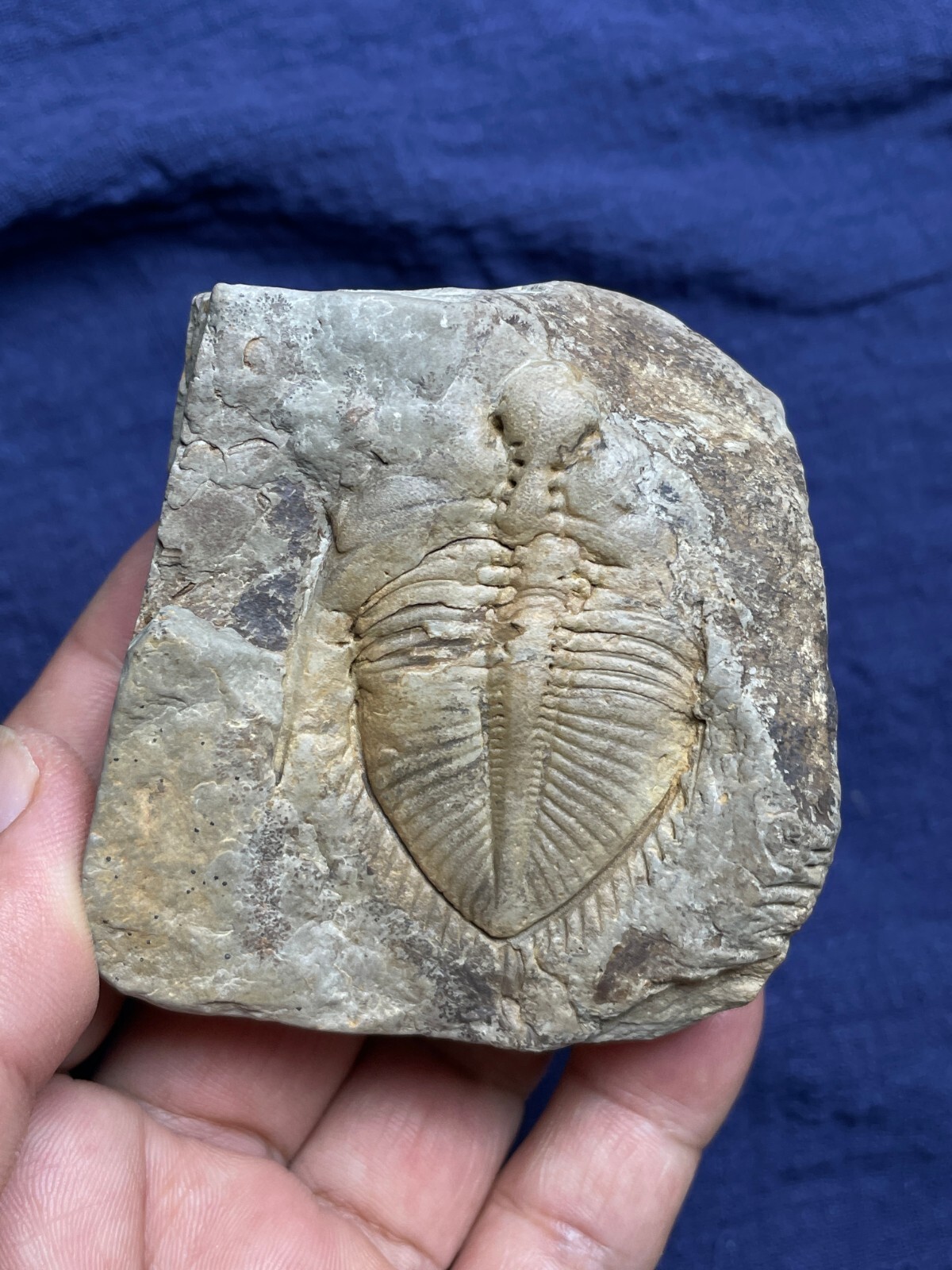 178g Silurian period coronocephalus Trilobite specimen rock Hunan China